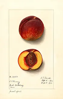 Halves: peach - fruit - food nutrition