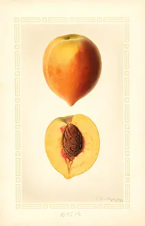 Halves: peach - fruit - food nutrition