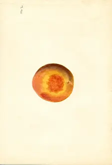 Persica: peach - fruit - food nutrition