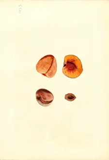 Halves: peach - fruit - food nutrition