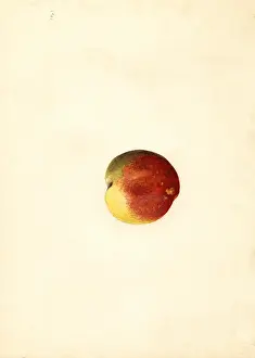 Persica: peach - fruit - food nutrition
