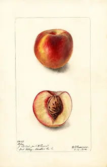 Halves: peach - fruit - food nutrition