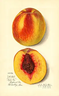 Halves: peach - fruit - food nutrition