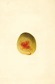 Persica: peach - fruit - food nutrition