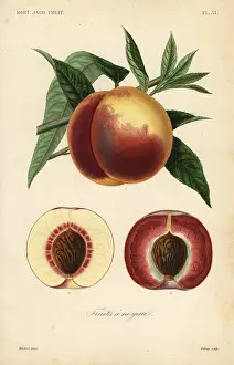 Potager: Peach fruit, Prunus persica