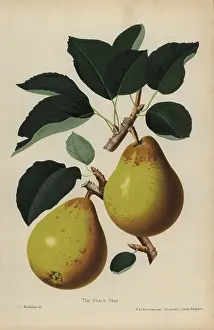 Macfarlane: Peach pear, Pyrus communis cultivar
