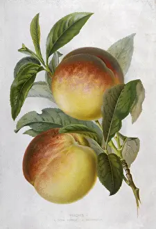 Barrington: PEACH: ROYAL GEORGE
