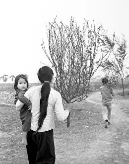 Vietnamese: Peach tree in bloom for New Year celebration in