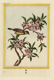 Chinoiserie: Peach tree in blossom, Prunus persica