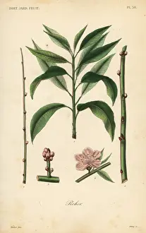 Potager: Peach tree, taille du pecher