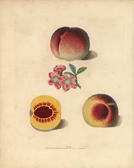 Britannica: Peach varieties, Prunus persica