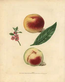 Britannica: Peach varieties, Prunus persica