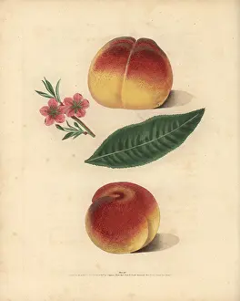 Britannica: Peach varieties, Prunus persica
