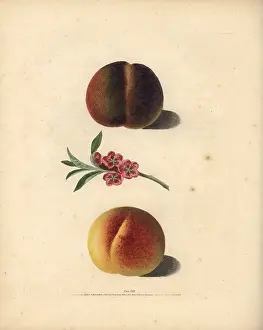Britannica: Peach varieties, Prunus persica