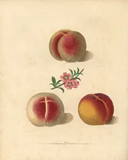 Britannica: Peach varieties, Prunus persica