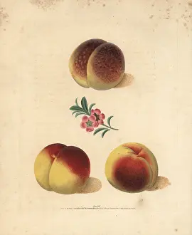 Britannica: Peach varieties, Prunus persica
