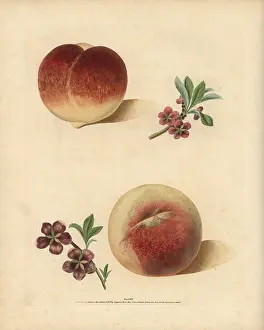 Britannica: Peach varieties, Prunus persica