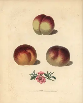 Britannica: Peach varieties, Prunus persica