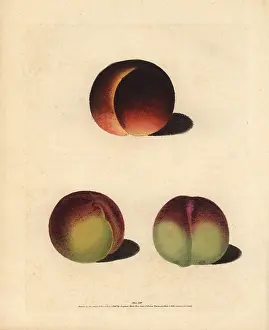 Britannica: Peach varieties, Prunus persica