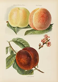 Crimson: PEACHES