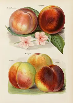 Goshawk: PEACHES