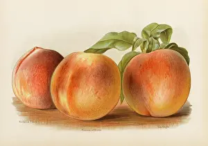 Nectarine: PEACHES