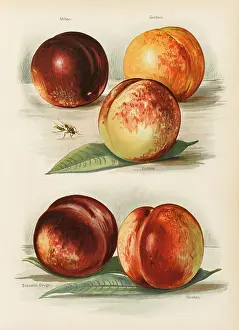 Goldoni: PEACHES