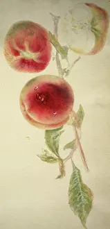 Peaches: Peaches