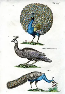 Antiquarian Images: Peacock