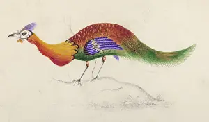 Fanciful: IS IT A PEACOCK ???
