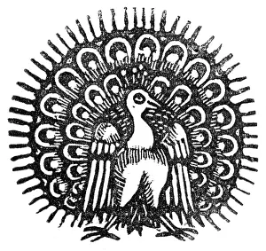 Jul17: Peacock