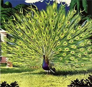 Peacocks: Peacock