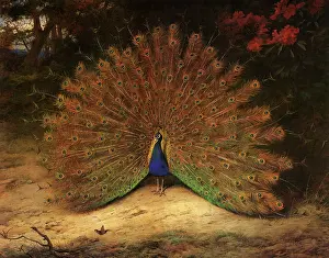 Peacocks: Peacock