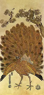 1730s: Peacock
