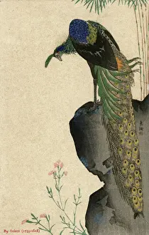 Ukiyo E: Peacock and Bamboo by Yamaguchi Soken