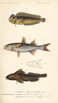 Blennius: Peacock blenny, flathead mullet, and black goby