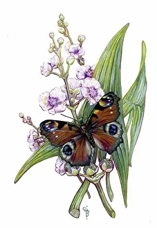 Cynthia: Peacock Butterfly and Arrowhead