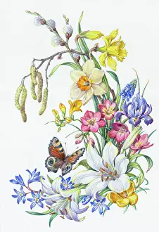 Catkins: Peacock Butterfly with Daffodils, Lily, Iris etc