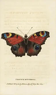 Inachis: Peacock butterfly, Inachis io