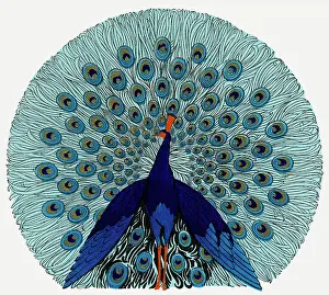 Peacock design in an advertisement for stockings