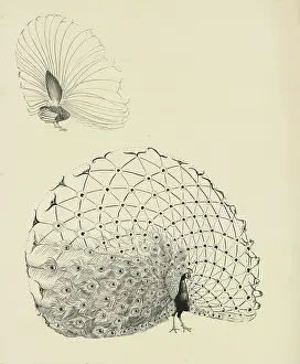 Displaying: Peacock in display