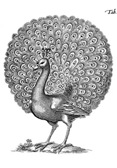 Pavo: PEACOCK DISPLAYING 1650