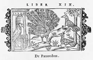 Pavo: PEACOCK DISPLAYING