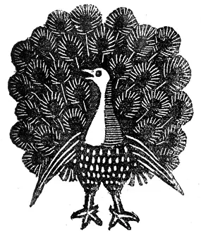 Jul17: Peacock displaying