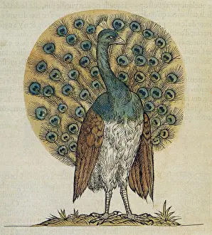 1555: Peacock Drawing