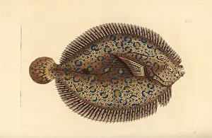Pleuronectes: Peacock flounder, Bothus lunatus