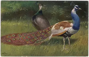 Mate: PEACOCK AND HEN
