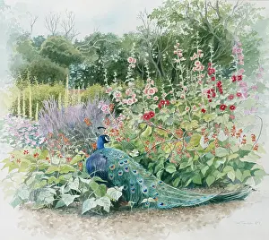Gillian: Peacock and Hollyhocks