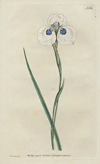 Moraea: Peacock iris, Moraea aristata