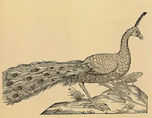 Peacocks: Peacock with Locust